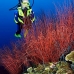 seawhip_kj_v_0705_png0006.jpg